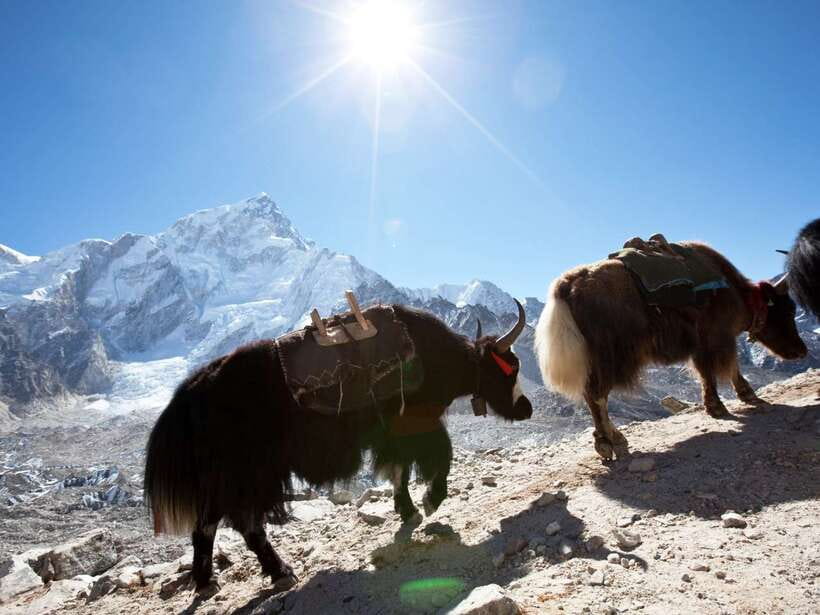 Kathmandu: 6 Days Langtang Valley Trek with Kyanjin Ri - Day 2: Forest trails from Pahiro to Ghoda Tabela