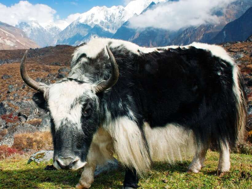 Kathmandu: 6 Days Langtang Valley Trek with Kyanjin Ri - Day 3: Reaching Kyanjin Gompa at 3,870 meters