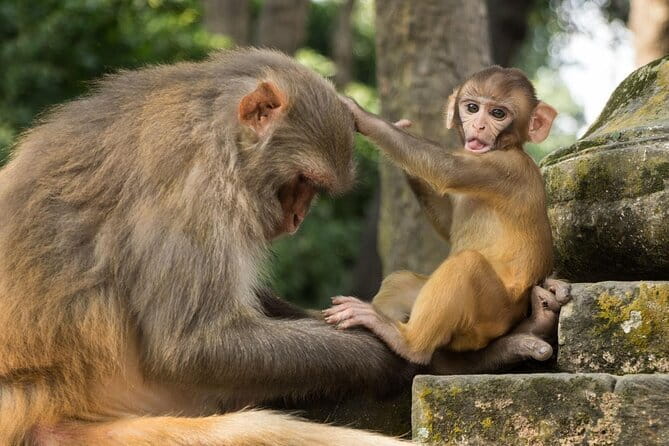 Kathmandu: Kopan Monastery, Swayambhu and Boudha Nath Stupa Tour - Swayambhunath, the Monkey Temple above the valley