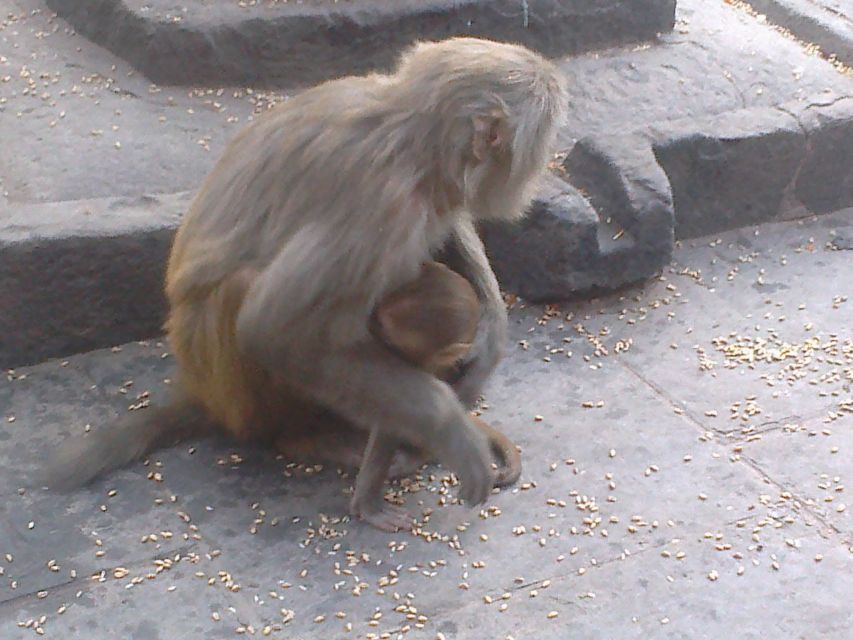 Kathmandu: Monkey Temple and Chandragiri Cable Car Ride Tour - Who will enjoy this day most?