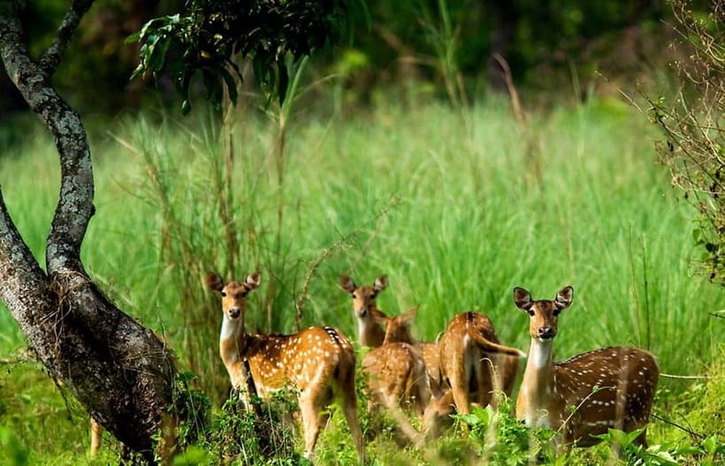 Kathmandu/Pokhara: 3 Day Chitwan Jungle Safari Tour - Key points at a glance