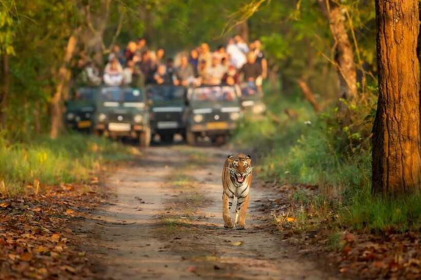 Kathmandu/Pokhara: 3 Day Chitwan Jungle Safari Tour - Day three: An optional early walk and the ride home