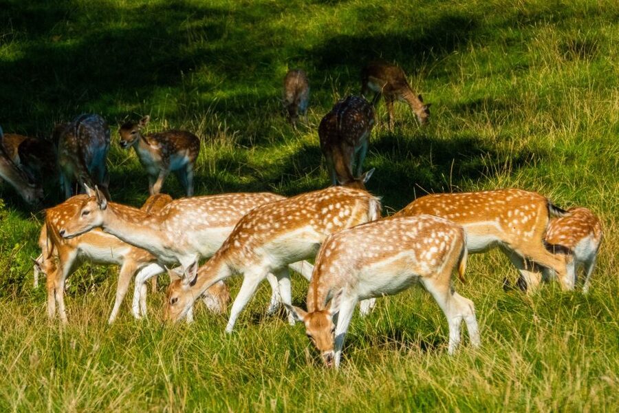 Kathmandu/Pokhara: Wildlife, Culture and Jungle Safari Tour - Key points to know before booking