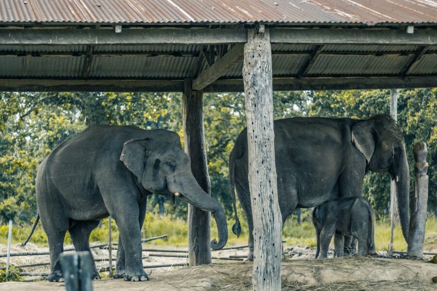 Kathmandu/Pokhara: Wildlife, Culture and Jungle Safari Tour - Who will get the most from this tour?