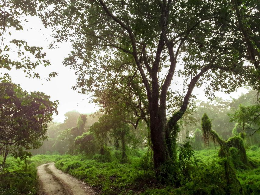 Kathmandu/Pokhara: Wildlife, Culture and Jungle Safari Tour - From Kathmandu or Pokhara to the forests of Chitwan