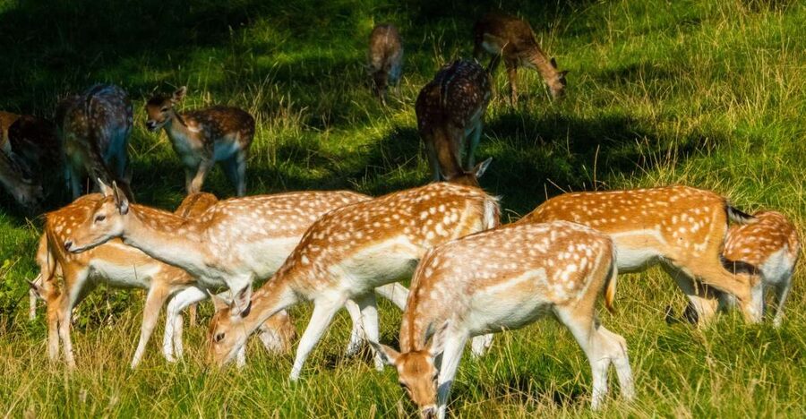 Kathmandu/Pokhara: Wildlife, Culture and Jungle Safari Tour - Jeep tracks and the search for Chitwan wildlife