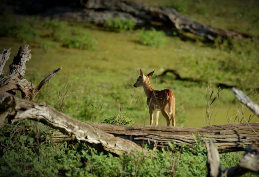 Kathmandu/Pokhara: Wildlife, Culture and Jungle Safari Tour - The elephant center and an important ethical choice