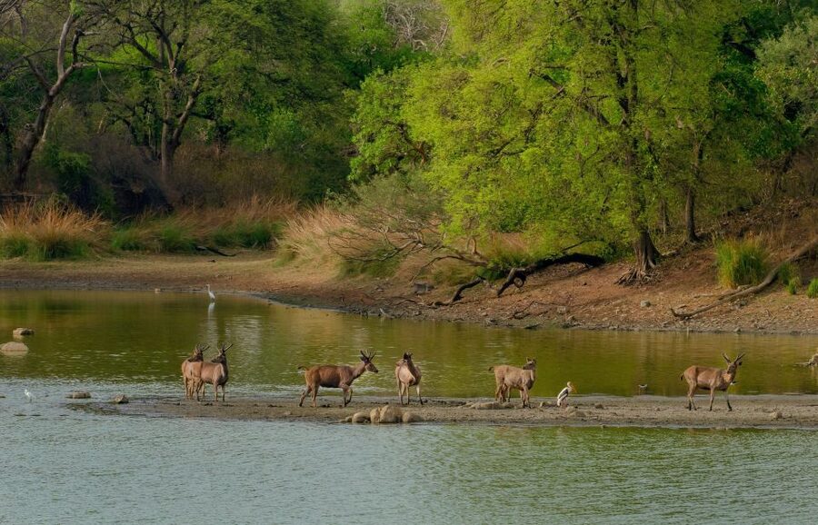 Kathmandu/Pokhara: Wildlife, Culture and Jungle Safari Tour - Sauraha’s Tharu welcome on the first evening