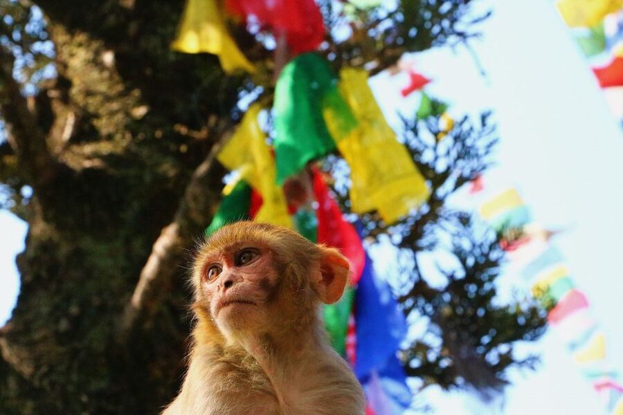 Kathmandu: Private City Guided Tour - Food, shopping, and the useful flexibility of a private tour