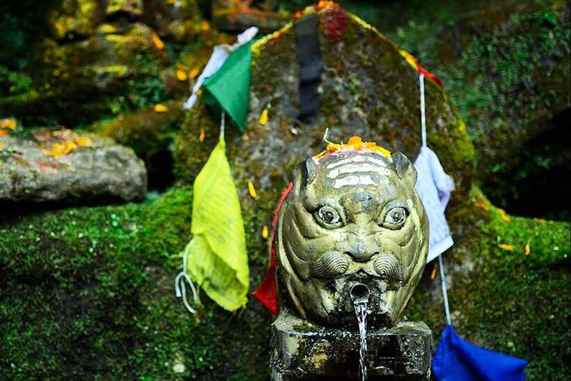 Kathmandu: Shivapuri Day Hike with Lunch - Birds, bamboo, and possible wildlife