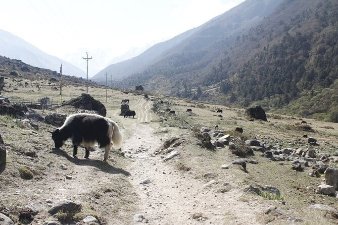 Langtang Trek from Kathmandu 7 Days - Key points before you book