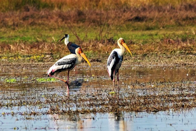 Nepal Birding - A birding escape from Kathmandu