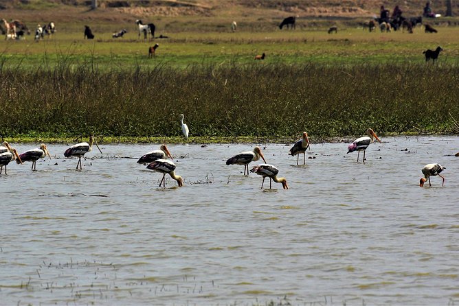 Nepal Birding - What the Kathmandu-area option offers