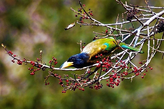 Nepal Birding - What the Chitwan and Gadhi-Siraichuli description suggests