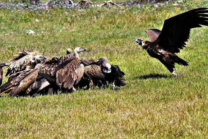 Nepal Birding - Bird species and the thrill of the unexpected