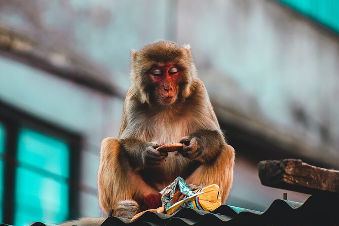 Nepal Cultural Highlights Tour in 10 Days - Day 5: Canoeing and wildlife along the Rapti River